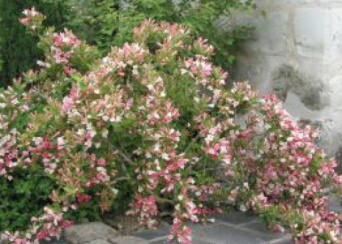 Krzewuszka (Weigela) Feline [Courtamon]